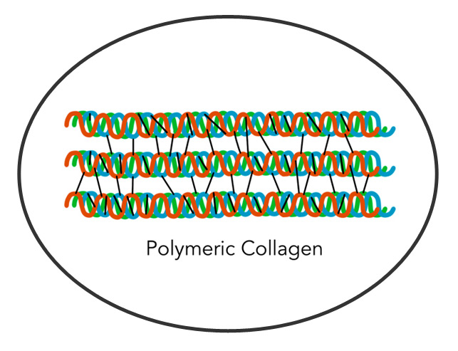 Chain-R03-02 polymeric collagen