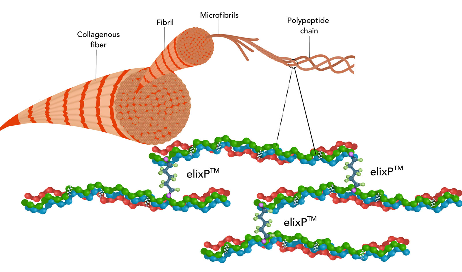 Fibrils-R02 elixp
