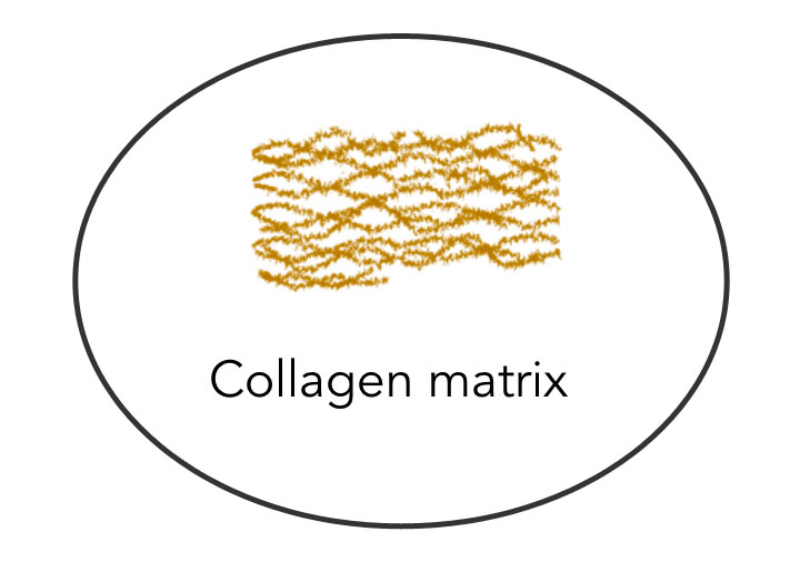 Tissue-Patch-R03-02 tissue-patch